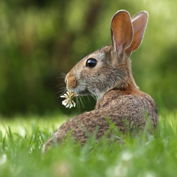 Sonderangebot Ostern