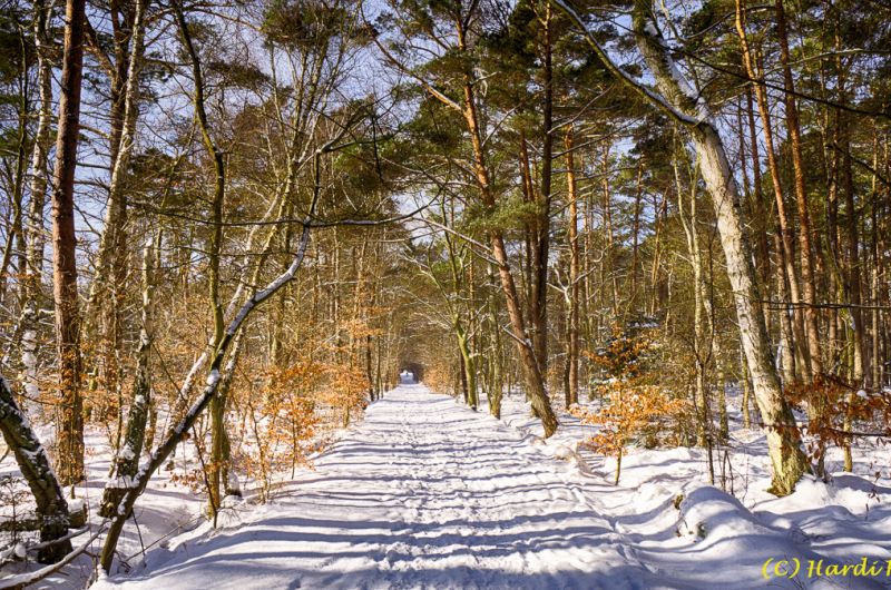 Darß - Urlaubsparadies an der Ostsee und am Nationalpark Vorpommersche Boddenlandschaft