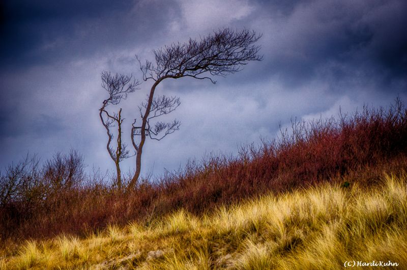 Darß - Urlaubsparadies an der Ostsee und am Nationalpark Vorpommersche Boddenlandschaft