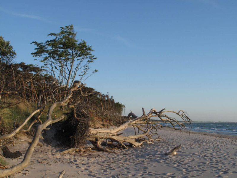 Darß - Urlaubsparadies an der Ostsee und am Nationalpark Vorpommersche Boddenlandschaft