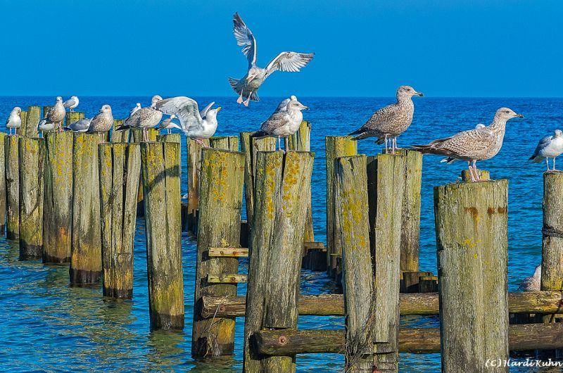 Darß - Urlaubsparadies an der Ostsee und am Nationalpark Vorpommersche Boddenlandschaft