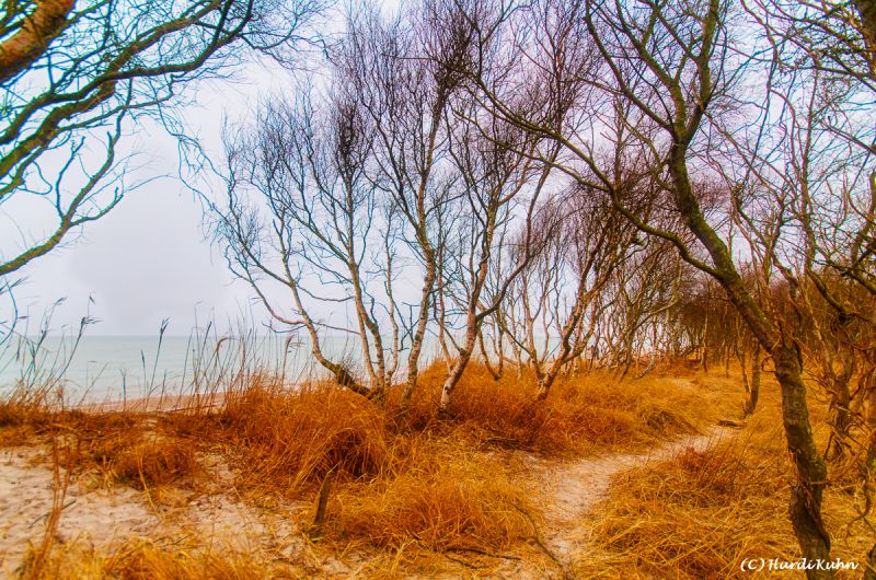 Darß - Urlaubsparadies an der Ostsee und am Nationalpark Vorpommersche Boddenlandschaft