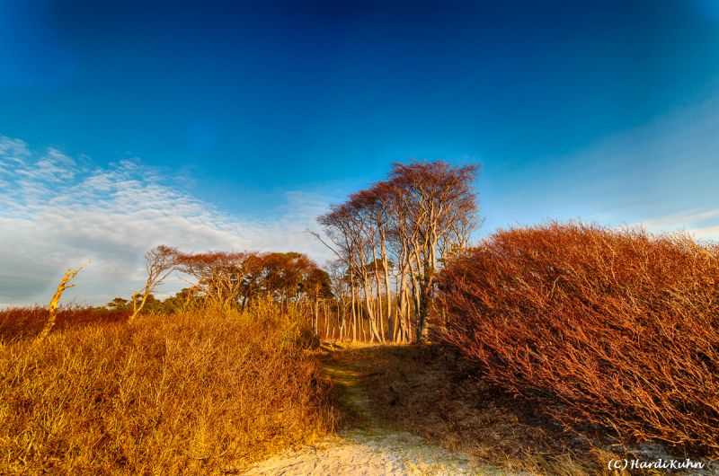 Darß - Urlaubsparadies an der Ostsee und am Nationalpark Vorpommersche Boddenlandschaft